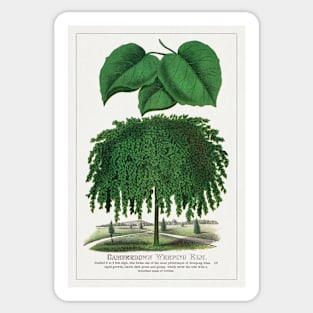 Camperdown Weeping Elm Tree Lithograph (1900) Sticker